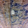 Golran : Decolorized series - Carpet Reloaded collection Golran : Decolorized series - Carpet Reloaded collection
